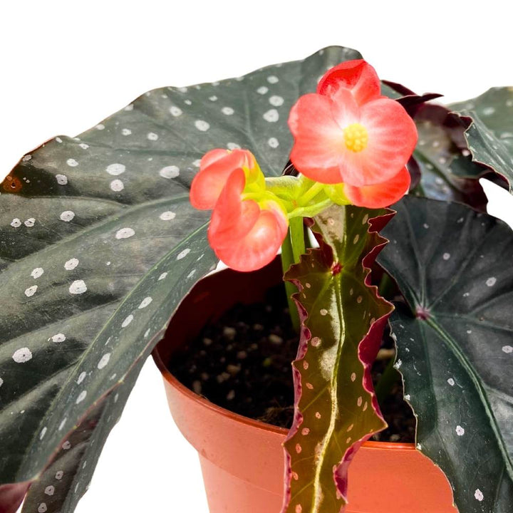 Harmony's Tempest Angel Wing Hybrid Cane Begonia, 6 inch, Narrow Crinkly Black with White Dots Silver Tip Pink Flower
