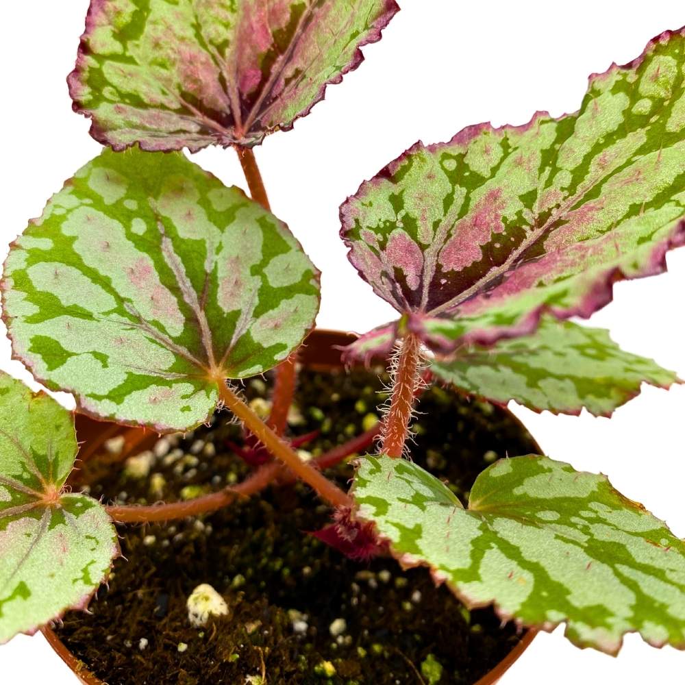 Emberleaf Tree Harmony's Ember Begonia Rex 4 inch White Flame Shaped Leaf – Harmony ...
