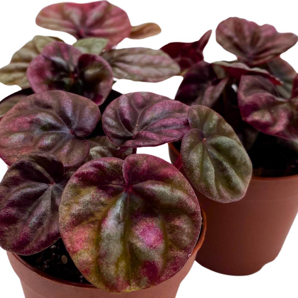 Peperomia Schumi 2 inch Set of 3 Red Emerald Ripple Pep Caperata