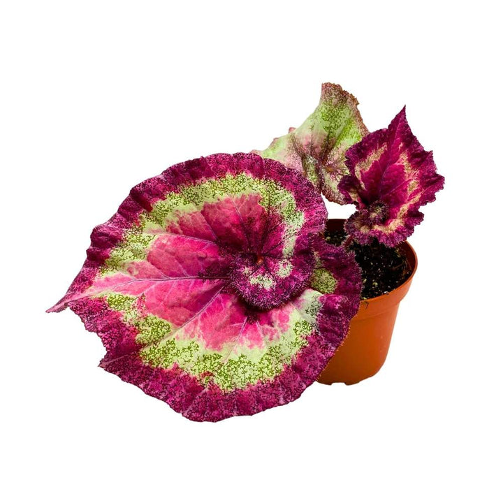 Harmony's Cupid Begonia Rex 4 inch Thick Swirl Prominent Green Pink Bands Spiral