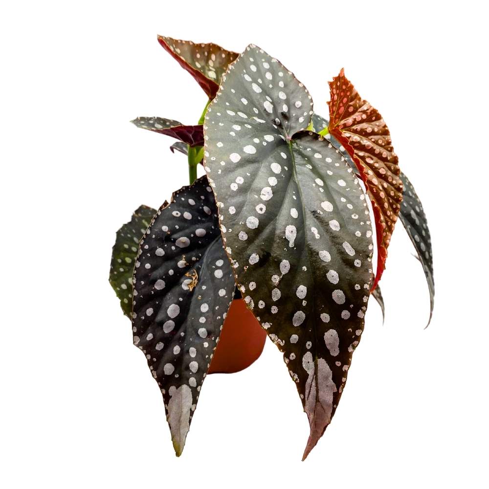 Harmony's Raven Angel Wing Cane Begonia 6 inch Premium Hybrid