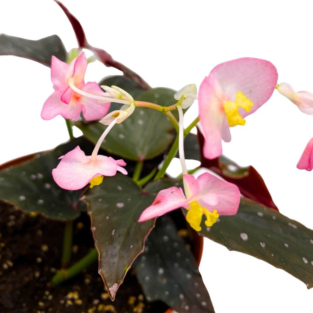 Harmony's Bat Shit Crazy Angel Wing, 6 inch Cane Begonia Narrow jagged leaves light pink flower