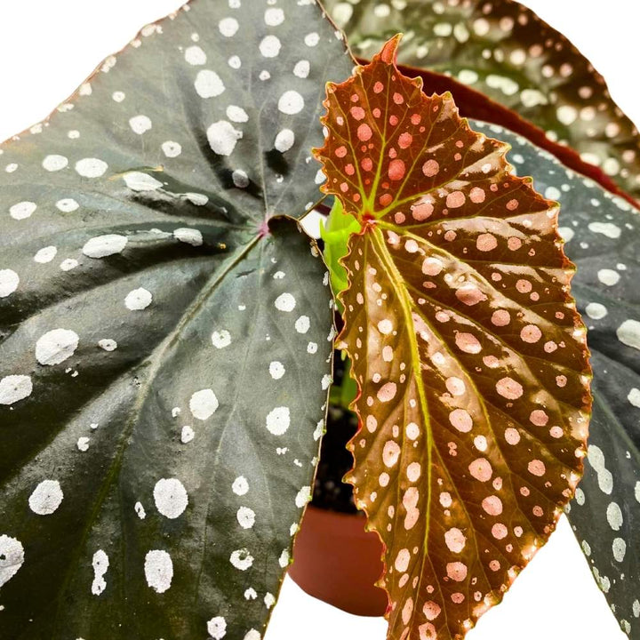 Harmony's Raven Angel Wing Cane Begonia 6 inch Premium Hybrid