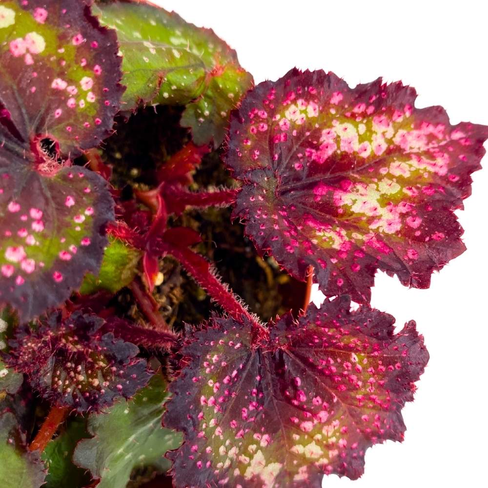 Harmony's Cherry Bomb Begonia Rex 4 inch – Harmony Foliage