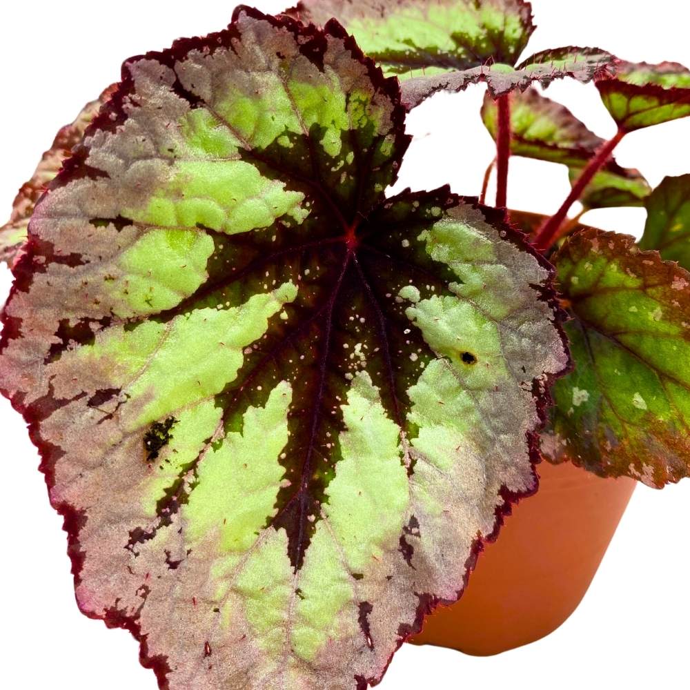 Harmony's Fire Woman Begonia Rex, 4 inch Thick white Band, Light purple Black Center