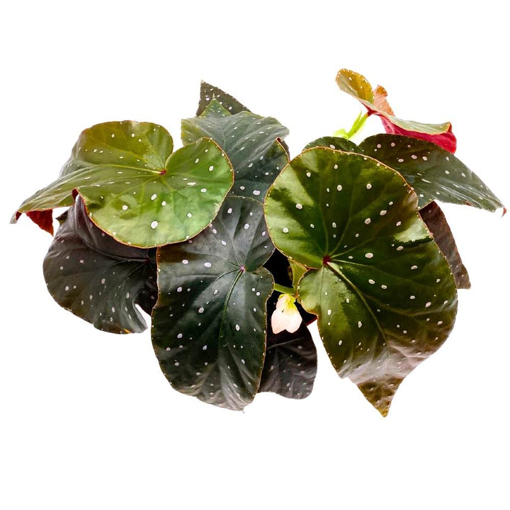 Harmony's Aurora Angel Wing, 6 inch Cane Begonia Dark Large Leaf few Polkadots