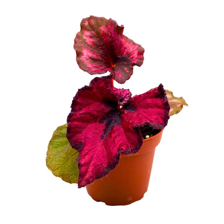 Harmony's Cherry Blossom Begonia Rex 4 inch Dark Red and Black Curly Beauty