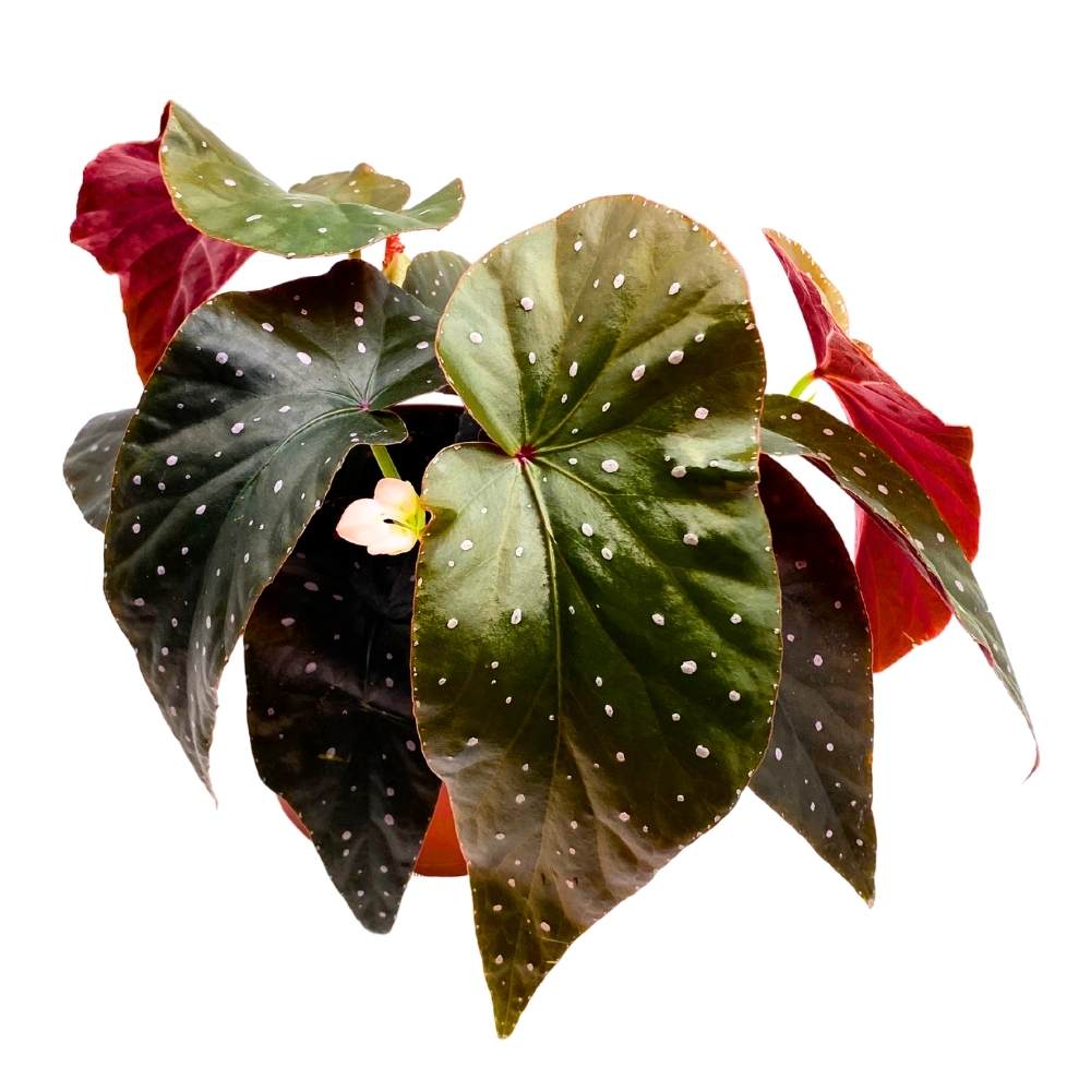 Harmony's Aurora Angel Wing, 6 inch Cane Begonia Dark Large Leaf few Polkadots