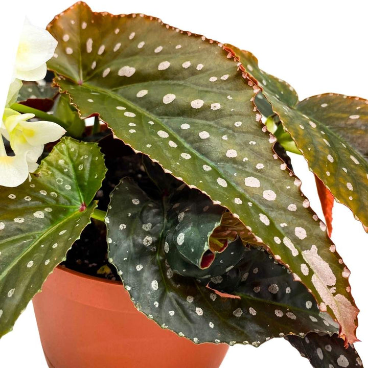 Harmony's Vixen Angel Wing Cane Begonia 6 inch Premium Hybrid