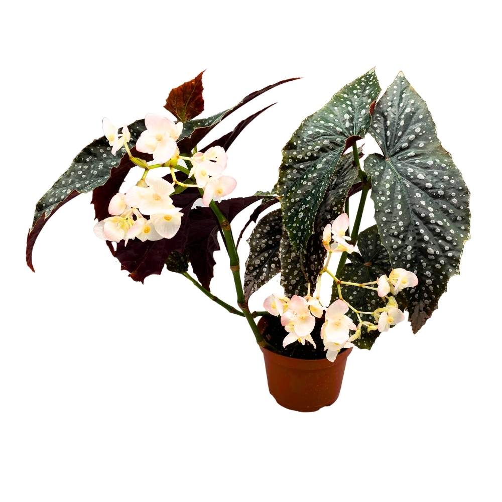 Harmony's Quasimodo Angel Wing Cane Begonia 6 inch Premium Hybrid