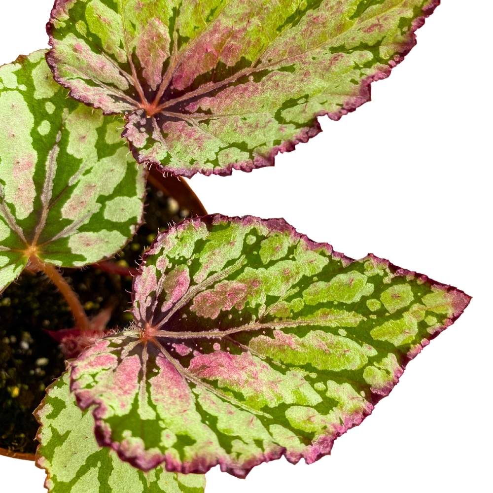 Emberleaf Tree Harmony's Ember Begonia Rex 4 inch White Flame Shaped Leaf – Harmony ...