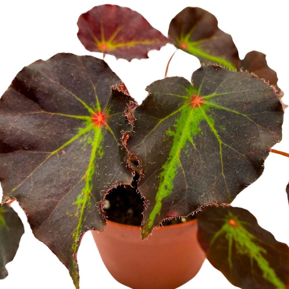 Begonia Boyfriend, 4 inch Rhizomatous Rhizo Dark Purple Green Streaks Red Dot