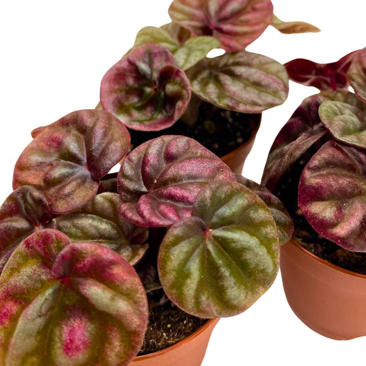 Peperomia Schumi 2 inch Set of 3 Red Emerald Ripple Pep Caperata