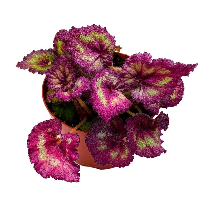 Harmony's Moody Mauve 6 inch Begonia Rex Glittery Pink