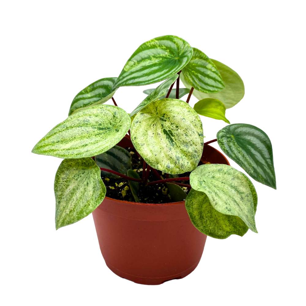 watermelon pothos plant Harmony's Gold Dust Peperomia, Variegated Watermelon Pep Sport – Harmony Foliage