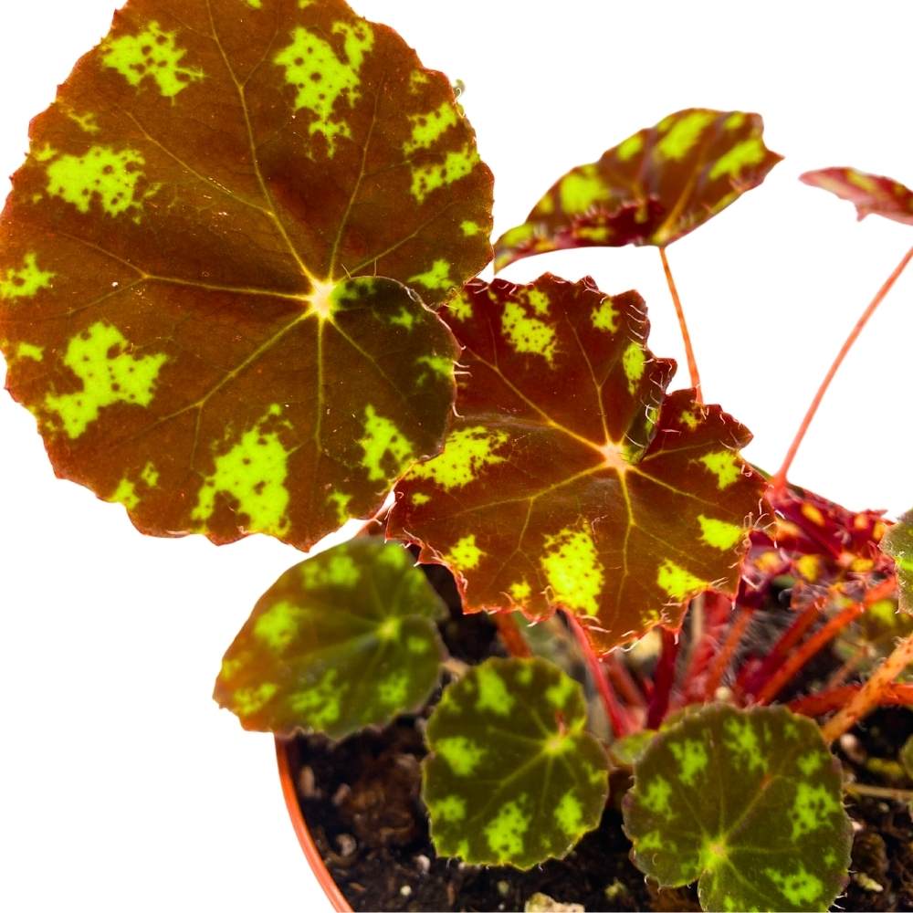 Begonia Kit Kat - Thumbnail 5