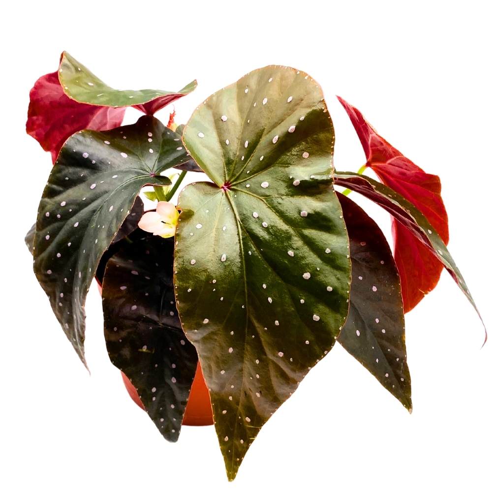 Harmony's Aurora Angel Wing, 6 inch Cane Begonia Dark Large Leaf few Polkadots