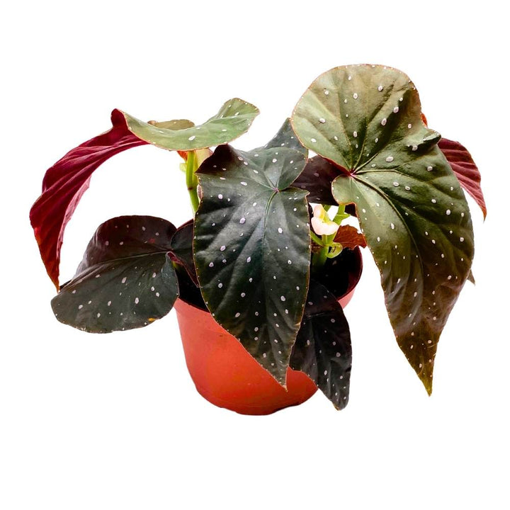 Harmony's Aurora Angel Wing, 6 inch Cane Begonia Dark Large Leaf few Polkadots