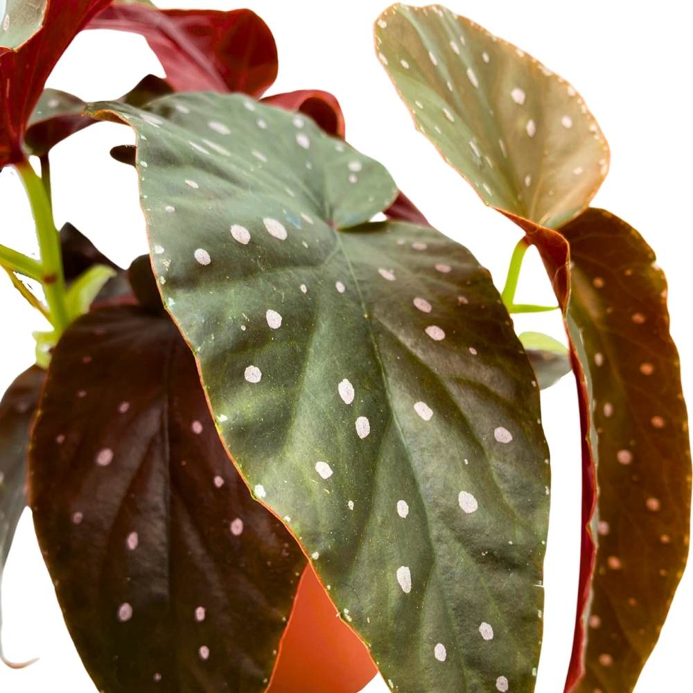 Harmony's Aurora Angel Wing, 6 inch Cane Begonia Dark Large Leaf few Polkadots