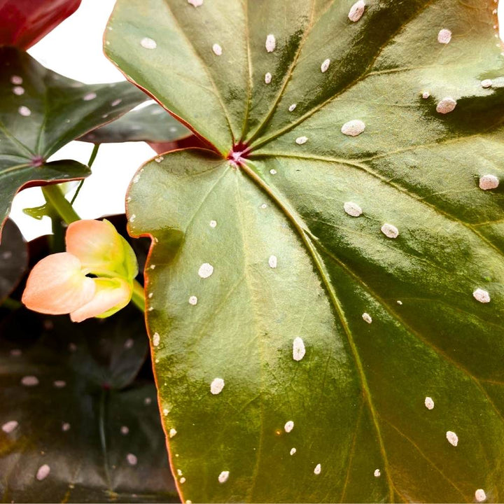 Harmony's Aurora Angel Wing, 6 inch Cane Begonia Dark Large Leaf few Polkadots