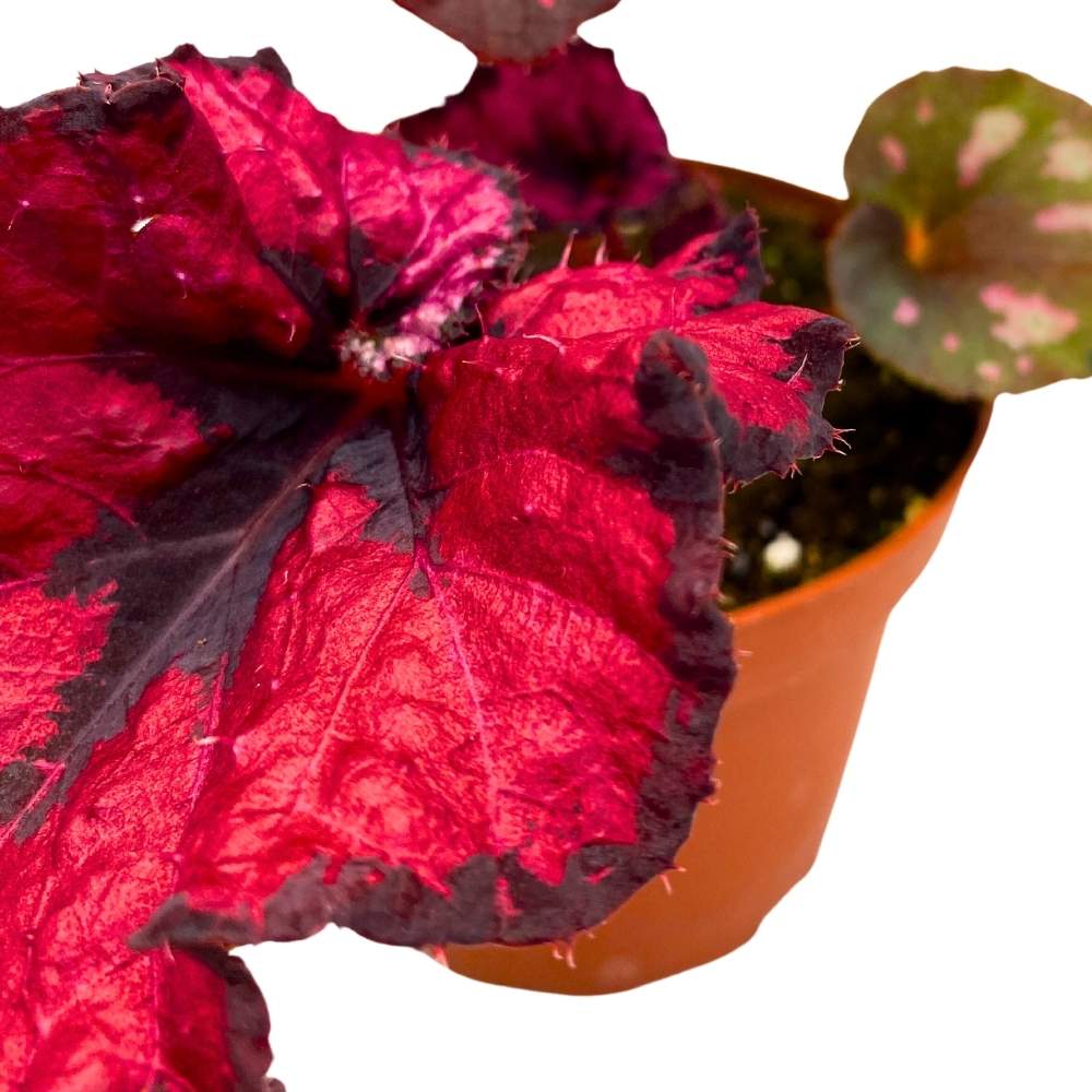 Harmony's Cherry Blossom Begonia Rex 4 inch Dark Red and Black Curly Beauty