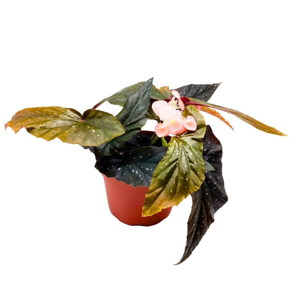 Harmony's Phantom Angel Wing, 6 inch Cane Begonia Light Orange Flower Few Polkadots