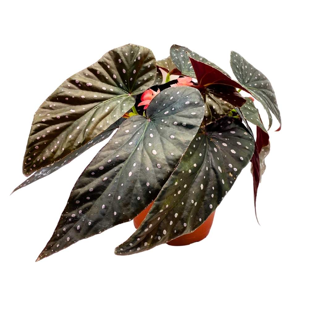 Harmony's Firefly Angel Wing Cane Begonia 6 inch Premium Hybrid