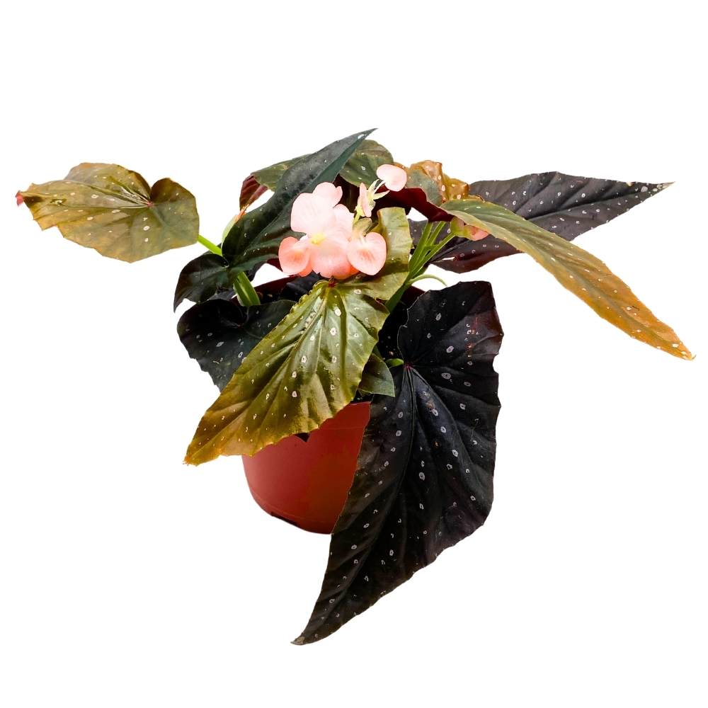 Harmony's Phantom Angel Wing, 6 inch Cane Begonia Light Orange Flower Few Polkadots