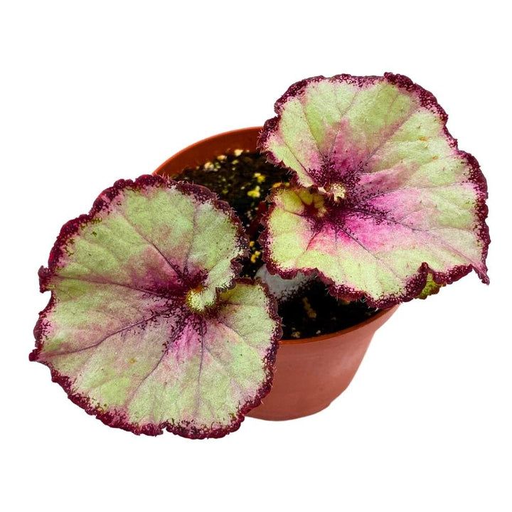 Harmony’s Nebula Begonia Rex 4 inch White Gray Purple Swirl Pink blush