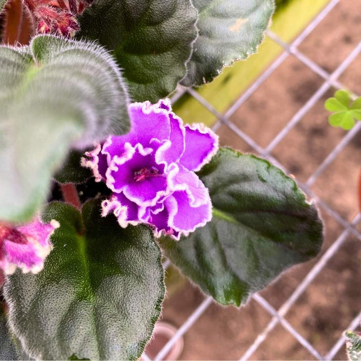 Wrangler's Spanish Dancer African Violet, 4 inch, Gesneriad Purple Flower White Ruffle Edge Albomarginata Variegated