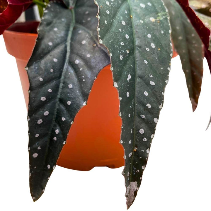Harmony's Tempest Angel Wing Hybrid Cane Begonia, 6 inch, Narrow Crinkly Black with White Dots Silver Tip Pink Flower