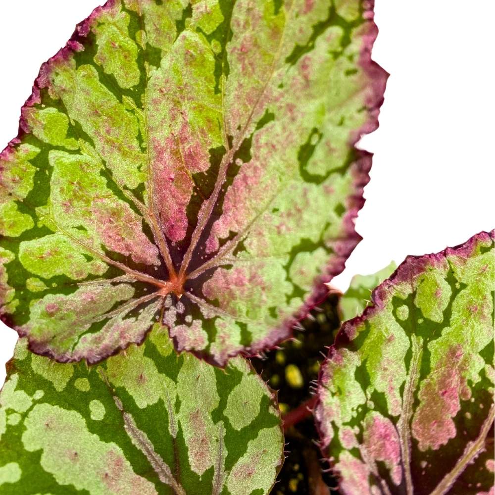 Emberleaf Tree Harmony's Ember Begonia Rex 4 inch White Flame Shaped Leaf – Harmony ...
