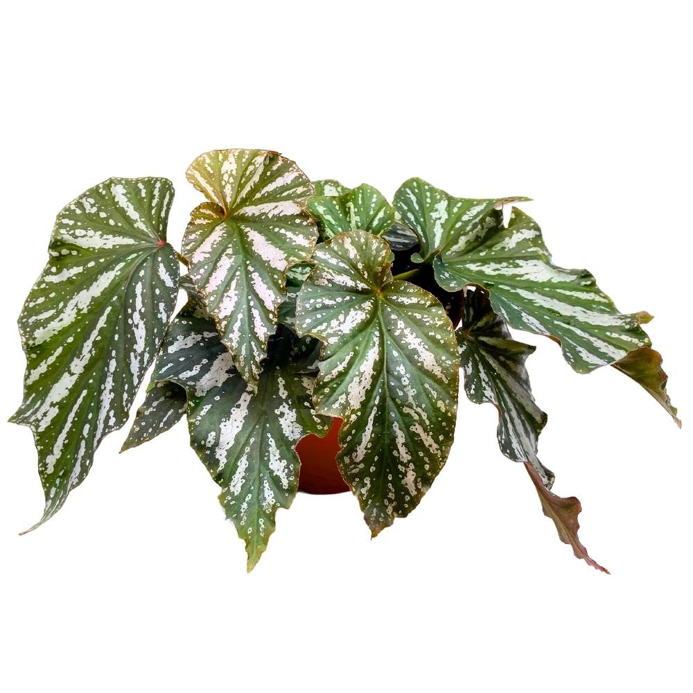 Silver Mist Angel Wing, 6 inch Cane Begonia Green White Streaks