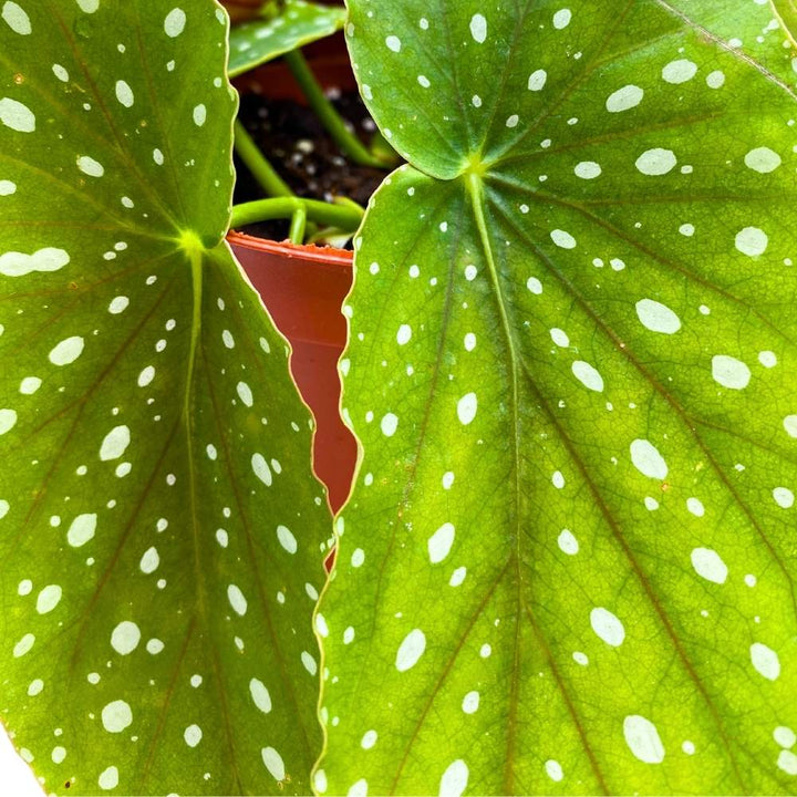 Harmony's Legacy Angel Wing, 6 inch Cane Begonia Narrow Green Leaf Silver Tip White Polkadots