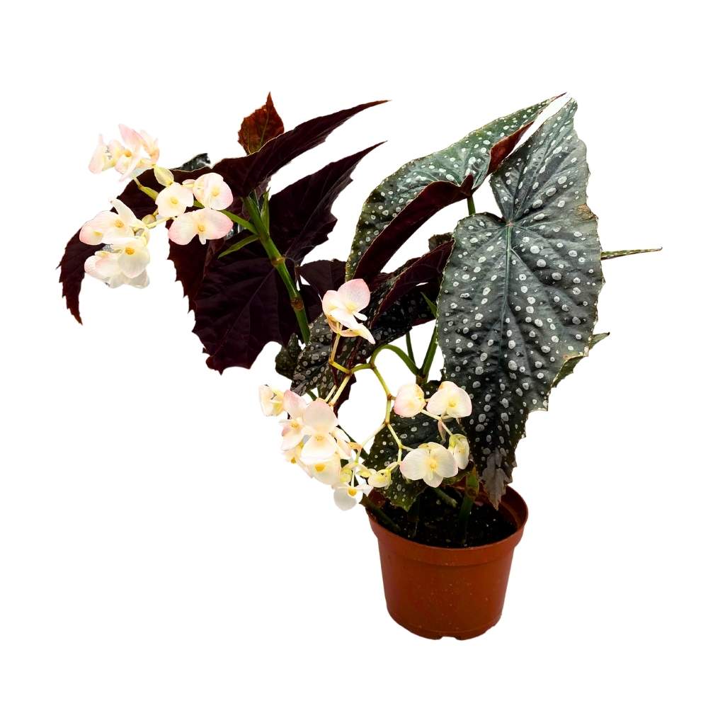 Harmony's Quasimodo Angel Wing Cane Begonia 6 inch Premium Hybrid