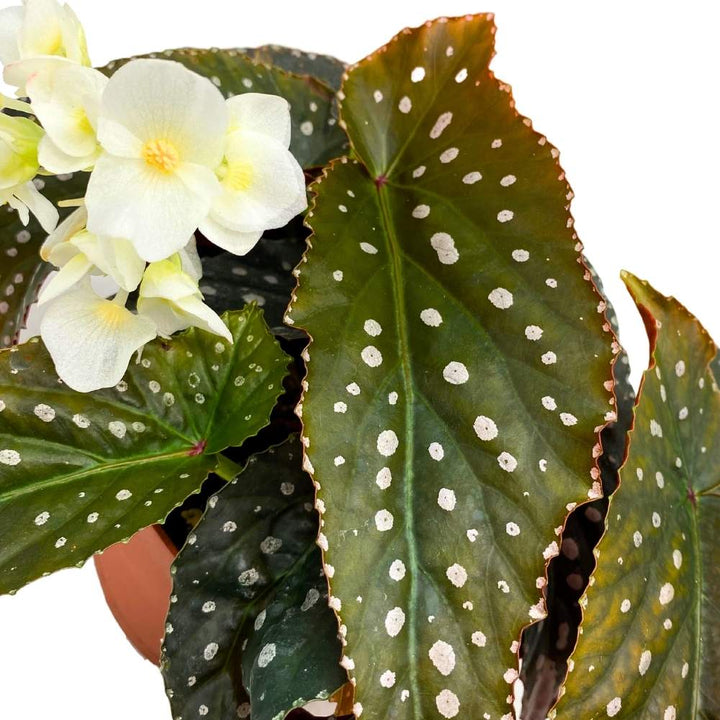 Harmony's Vixen Angel Wing Cane Begonia 6 inch Premium Hybrid