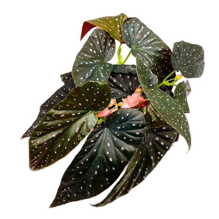 Harmony's Firefly Angel Wing Cane Begonia 6 inch Premium Hybrid