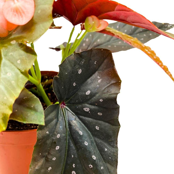 Harmony's Phantom Angel Wing, 6 inch Cane Begonia Light Orange Flower Few Polkadots