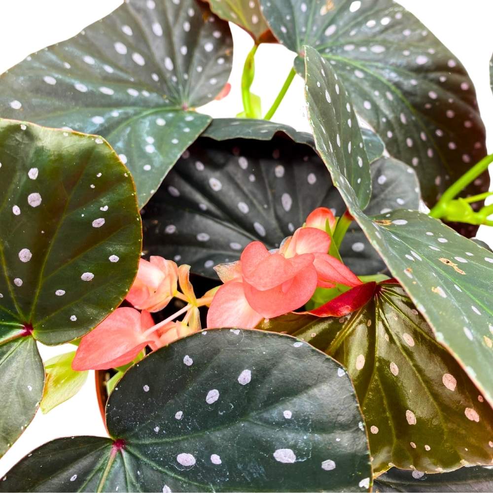 Harmony's Firefly Angel Wing Cane Begonia 6 inch Premium Hybrid