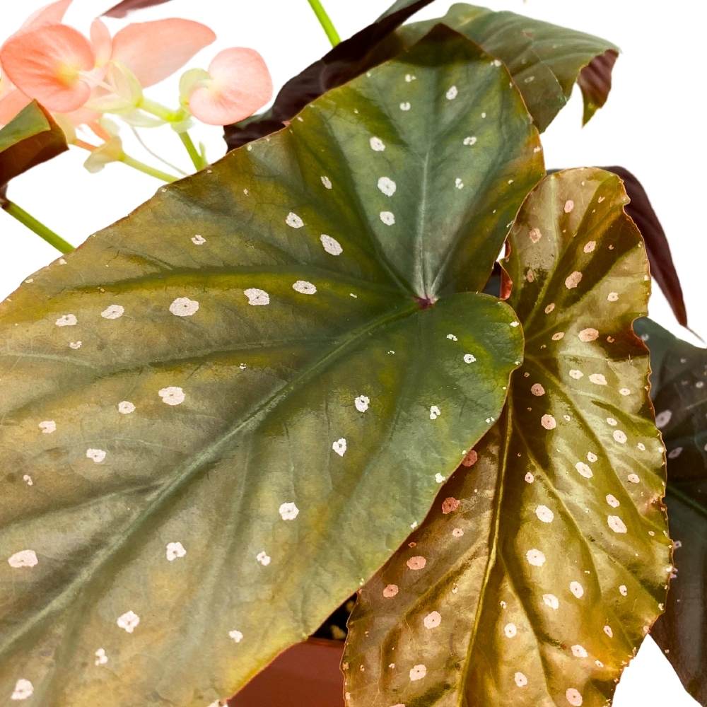 Harmony's Phantom Angel Wing, 6 inch Cane Begonia Light Orange Flower Few Polkadots