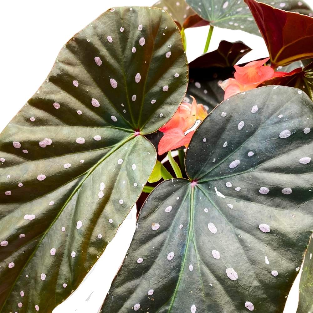 Harmony's Firefly Angel Wing Cane Begonia 6 inch Premium Hybrid