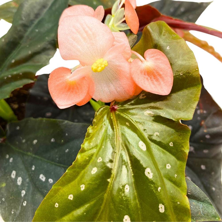 Harmony's Phantom Angel Wing, 6 inch Cane Begonia Light Orange Flower Few Polkadots