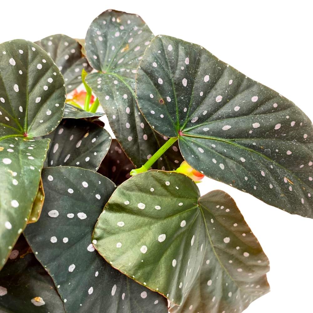 Harmony's Firefly Angel Wing Cane Begonia 6 inch Premium Hybrid