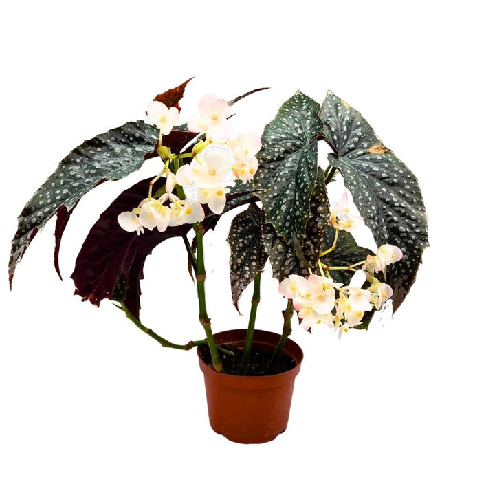 Harmony's Quasimodo Angel Wing Cane Begonia 6 inch Premium Hybrid