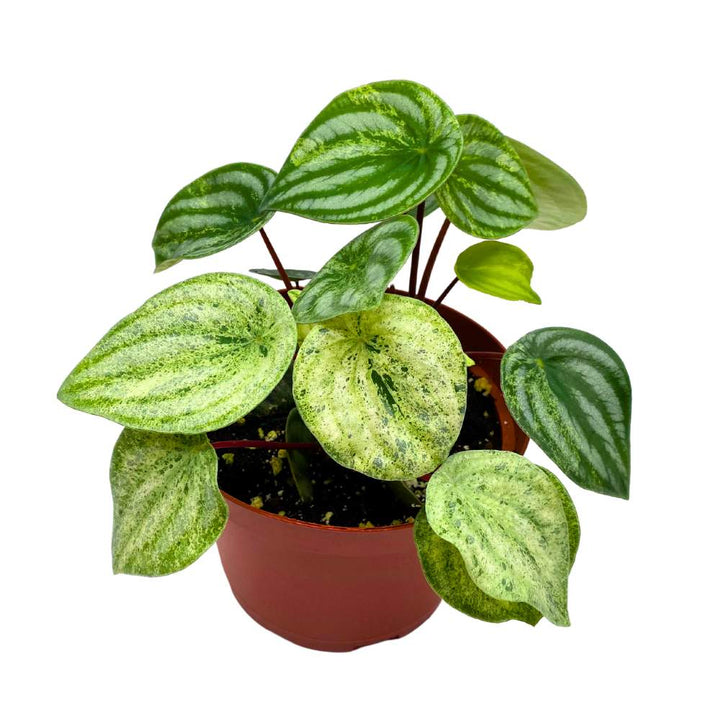 Harmony's Gold Dust Peperomia, Variegated Watermelon Pep Sport