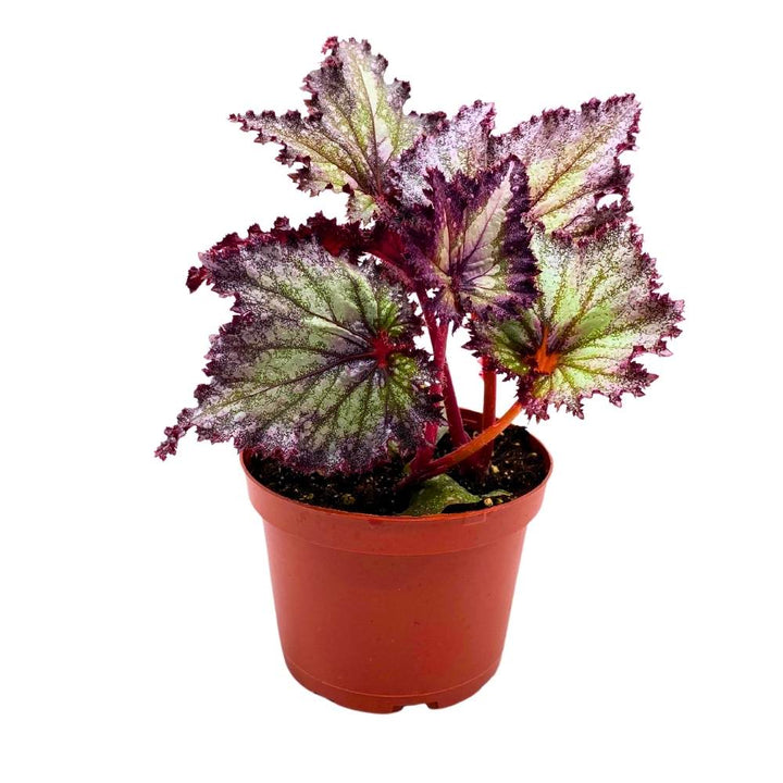 Harmony's Shooting Star Begonia Rex, 6 inch Purple with green spotty, Gnarly Glittery jagged leaf