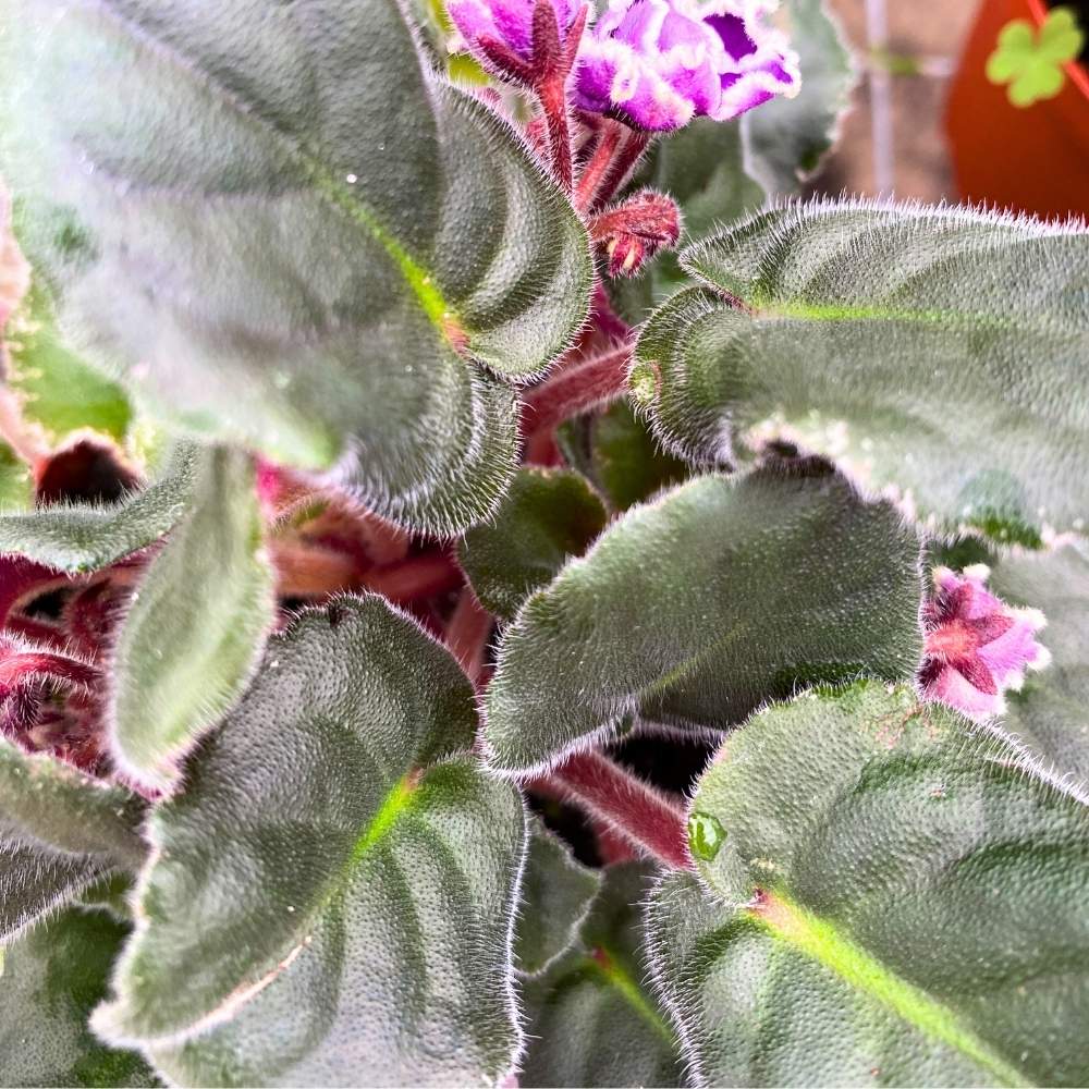 Wrangler's Spanish Dancer African Violet, 4 inch, Gesneriad Purple Flower White Ruffle Edge Albomarginata Variegated