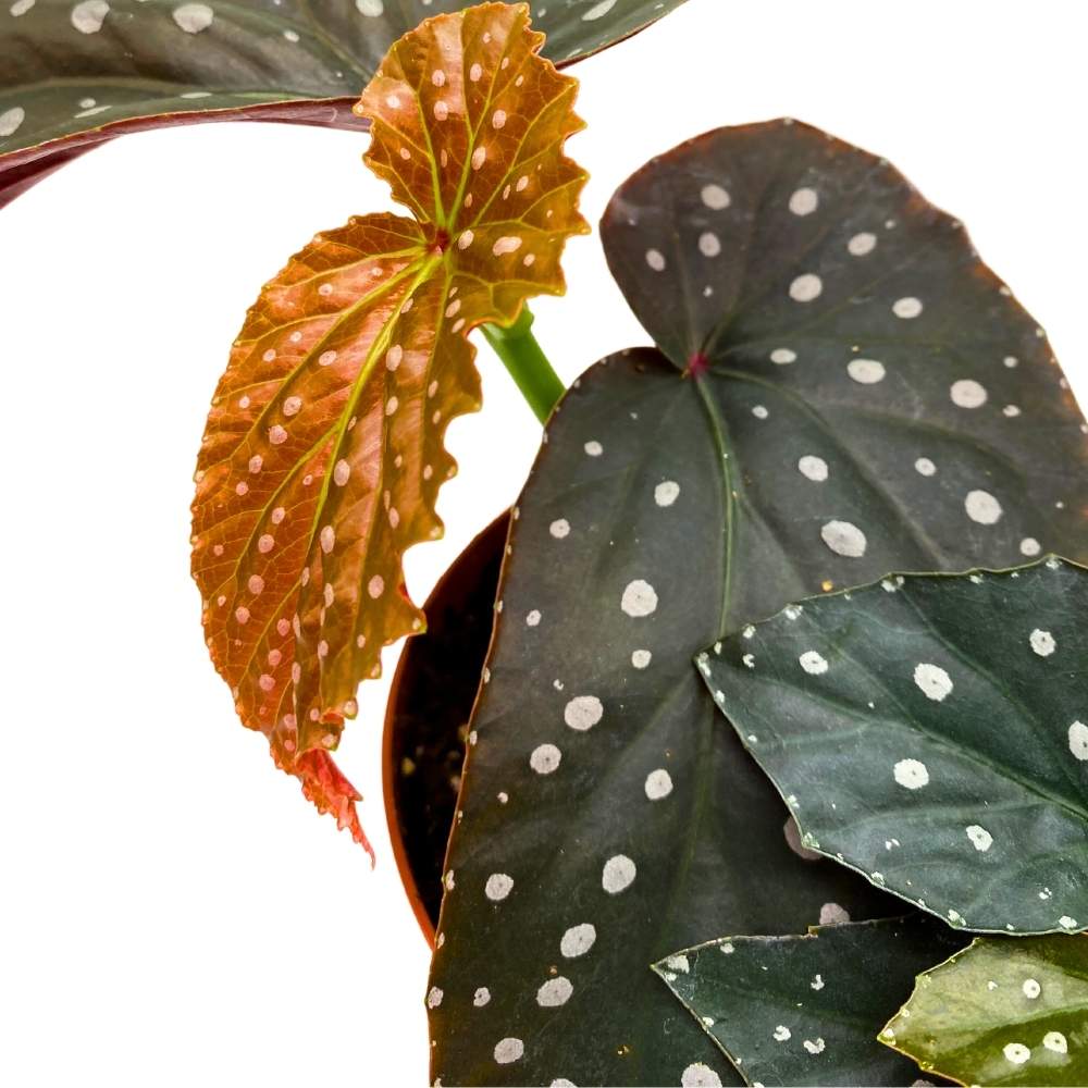 Harmony's Raider Angel Wing Cane Begonia 6 inch Pink Flower Silver Tip White Polkadot