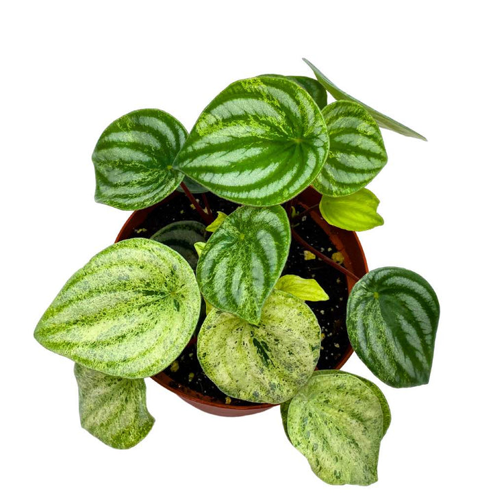 Harmony's Gold Dust Peperomia, Variegated Watermelon Pep Sport