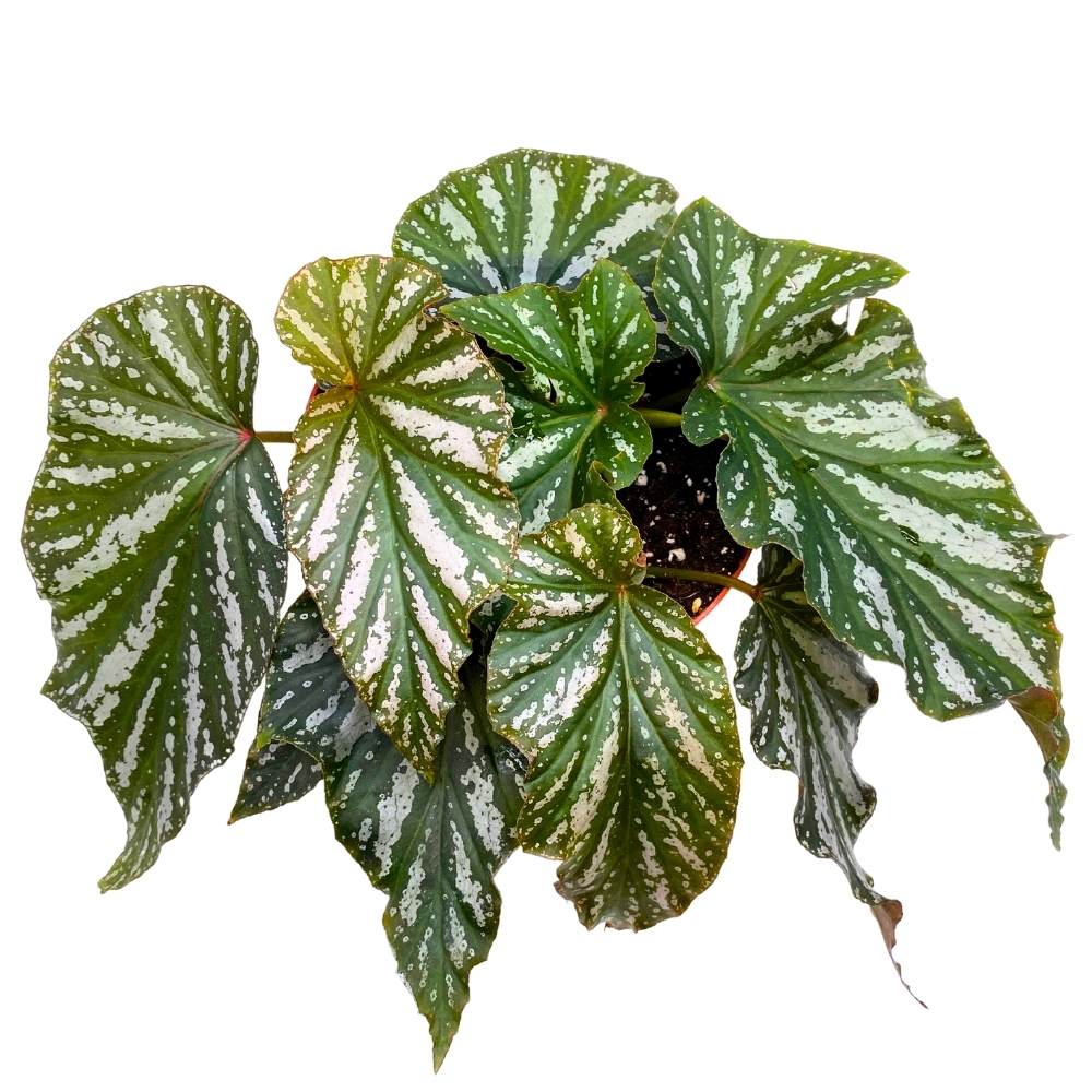 Silver Mist Angel Wing, 6 inch Cane Begonia Green White Streaks